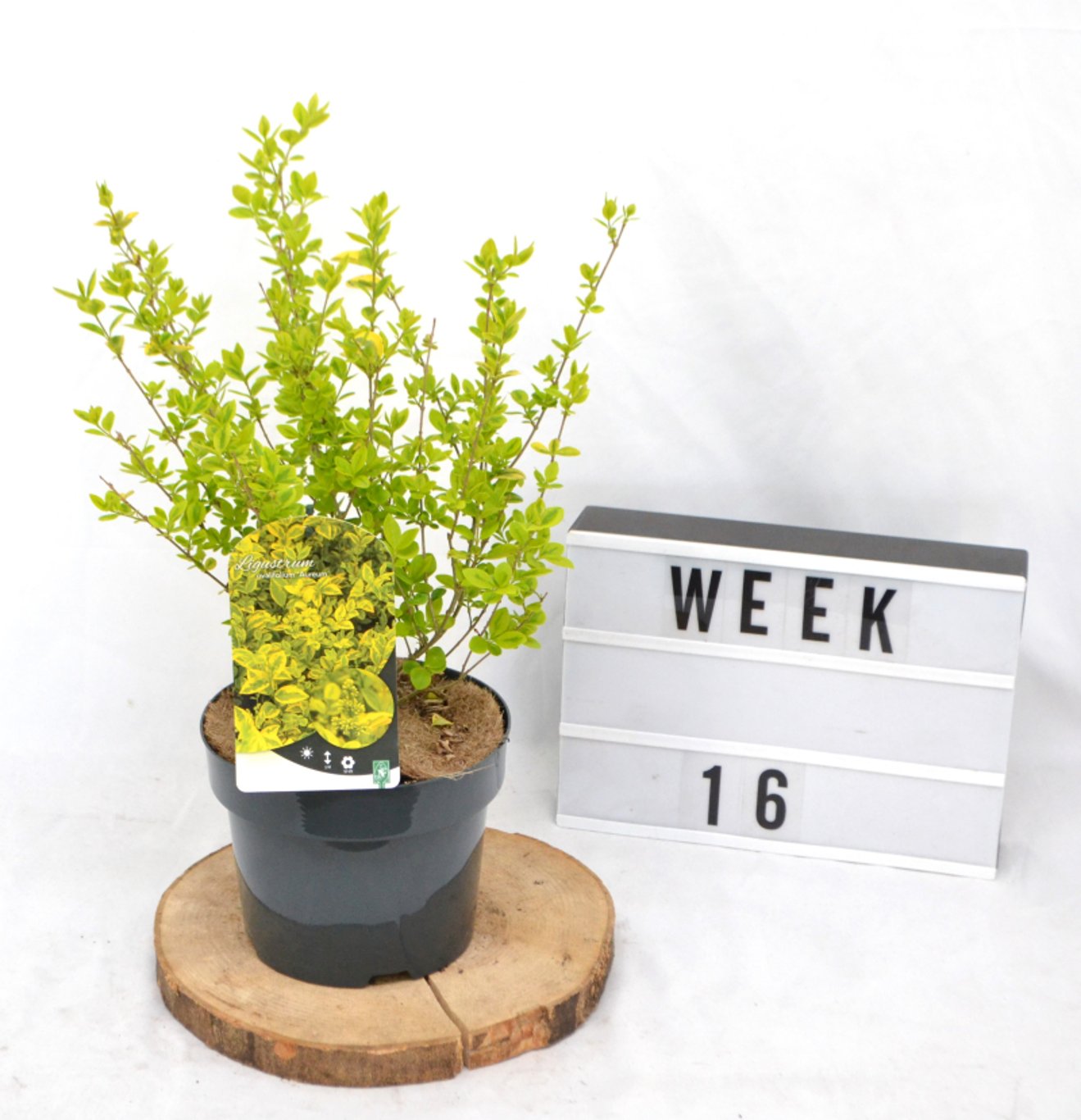 Ligustrum oval. 'Aureum' - C3 20-40 CM